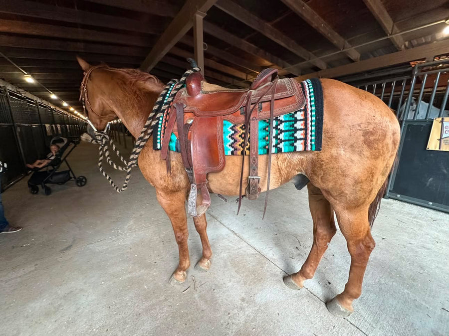 Premium horse show accessory